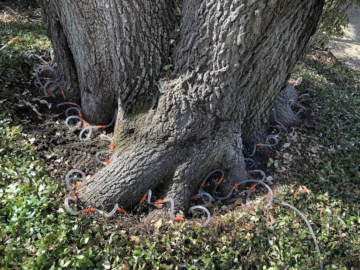 Detailed Tree Cabling and Bracing job site in Avon Park